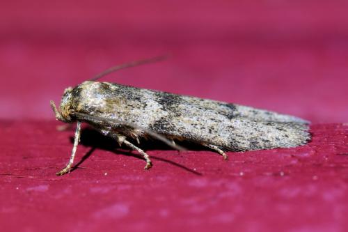 Blastobasis phycidella